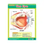 Cross Sections of Human Senses – Educational Wall Chart Pack of 6 Charts in English, Learning Posters - view 2