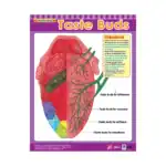 Cross Sections of Human Senses – Educational Wall Chart Pack of 6 Charts in English, Learning Posters - view 5