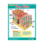 Cross Sections of Human Senses – Educational Wall Chart Pack of 6 Charts in English, Learning Posters - view 6