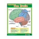 Cross Sections of Human Senses – Educational Wall Chart Pack of 6 Charts in English, Learning Posters - view 7