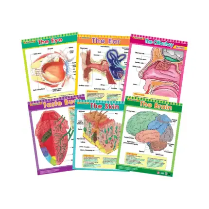 Cross Sections of Human Senses – Educational Wall Chart Pack of 6 Charts in English, Learning Posters