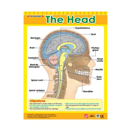 Exploring the Human Body – Educational Wall Chart Pack of 6 Charts in English, Learning Posters - view 2