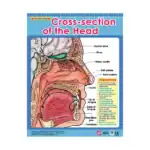 Exploring the Human Body – Educational Wall Chart Pack of 6 Charts in English, Learning Posters - view 3