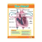 Exploring the Human Body – Educational Wall Chart Pack of 6 Charts in English, Learning Posters - view 4