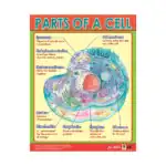 Exploring the Human Body – Educational Wall Chart Pack of 6 Charts in English, Learning Posters - view 6