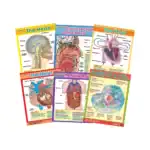 Exploring the Human Body – Educational Wall Chart Pack of 6 Charts in English, Learning Posters