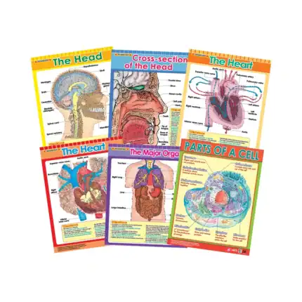 Exploring the Human Body – Educational Wall Chart Pack of 6 Charts in English, Learning Posters