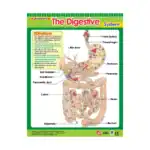Vital Body Systems 1 – Educational Wall Chart Pack of 6 Charts in English, Learning Posters - view 2