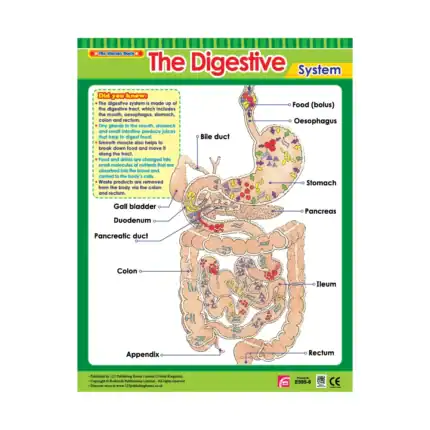 Vital Body Systems 1 – Educational Wall Chart Pack of 6 Charts in English, Learning Posters - view 2