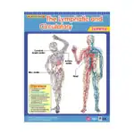 Vital Body Systems 1 – Educational Wall Chart Pack of 6 Charts in English, Learning Posters - view 3