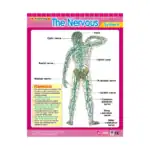 Vital Body Systems 1 – Educational Wall Chart Pack of 6 Charts in English, Learning Posters - view 4