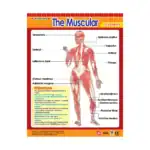 Vital Body Systems 1 – Educational Wall Chart Pack of 6 Charts in English, Learning Posters - view 6