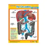 Vital Body Systems 1 – Educational Wall Chart Pack of 6 Charts in English, Learning Posters - view 7