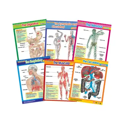 Vital Body Systems 1 – Educational Wall Chart Pack of 6 Charts in English, Learning Posters
