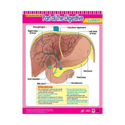 Vital Body Systems 2 – Educational Wall Chart Pack of 6 Charts in English, Learning Posters - view 2