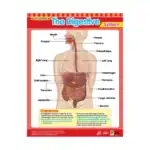 Vital Body Systems 2 – Educational Wall Chart Pack of 6 Charts in English, Learning Posters - view 3