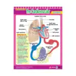 Vital Body Systems 2 – Educational Wall Chart Pack of 6 Charts in English, Learning Posters - view 5