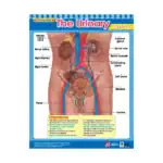 Vital Body Systems 2 – Educational Wall Chart Pack of 6 Charts in English, Learning Posters - view 6