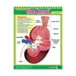 Vital Body Systems 2 – Educational Wall Chart Pack of 6 Charts in English, Learning Posters - view 7