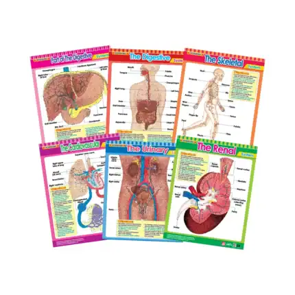 Vital Body Systems 2 – Educational Wall Chart Pack of 6 Charts in English, Learning Posters