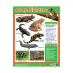 Animal Classification – Educational Wall Chart Pack of 6 Charts in English, Learning Posters - view 4