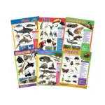 Animal Classification – Educational Wall Chart Pack of 6 Charts in English, Learning Posters
