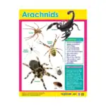 Nature’s Wonders – Educational Wall Chart Pack of 6 Charts in English, Learning Posters - view 2