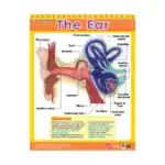 The Ear – Educational Wall Chart in English with QR Codes, Multicolour Classroom Poster for Kids
