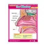 The Olfactory System – Educational Wall Chart in English with QR Codes, Multicolour Classroom Poster for Kids