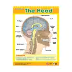 The Head – Educational Wall Chart in English with QR Codes, Multicolour Classroom Poster for Kids
