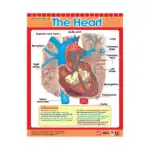 The Heart – Educational Wall Chart in English with QR Codes, Multicolour Classroom Poster for Kids