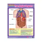 The Major Organs – Educational Wall Chart in English with QR Codes, Multicolour Classroom Poster for Kids