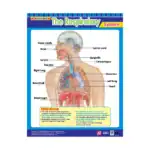 The Respiratory System – Educational Wall Chart in English with QR Codes, Multicolour Classroom Poster for Kids