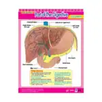 Parts of The Digestive System – Educational Wall Chart in English with QR Codes, Multicolour Classroom Poster for Kids
