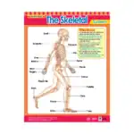 The Skeletal System – Educational Wall Chart in English with QR Codes, Multicolour Classroom Poster for Kids