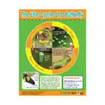 The Life Cycle of a Butterfly – Educational Wall Chart in English with QR Codes, Multicolour Classroom Poster for Kids