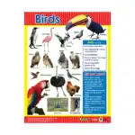 Birds – Educational Wall Chart in English with QR Codes, Multicolour Classroom Poster for Kids