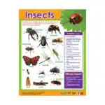 Insects – Educational Wall Chart in English with QR Codes, Multicolour Classroom Poster for Kids