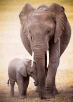 EuroGraphics Elephant and Baby – 300-Piece Jigsaw Puzzle, Recycled Board - view 2